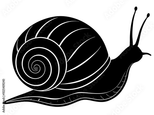 snail on a white background