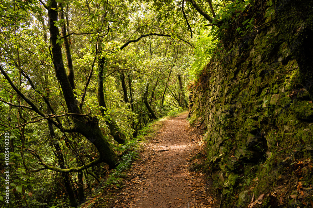 Fototapeta premium path in the forest