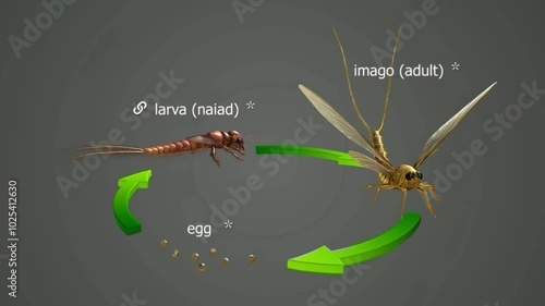 Life cycle of long tailed mayfly photo