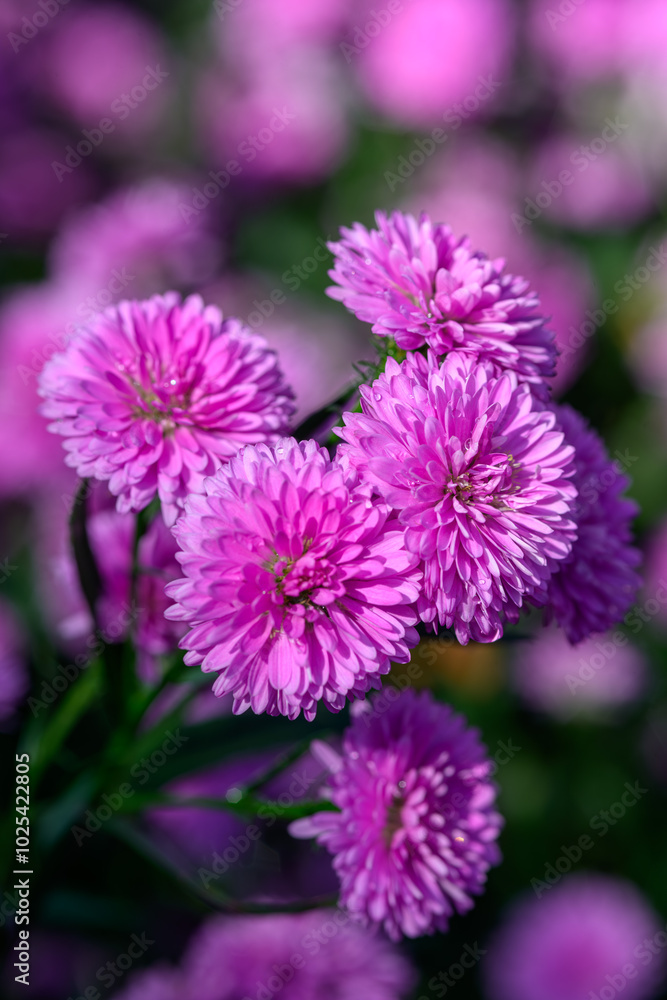 Fototapeta premium Purple Aster flower that blooms beautifully in a garden.