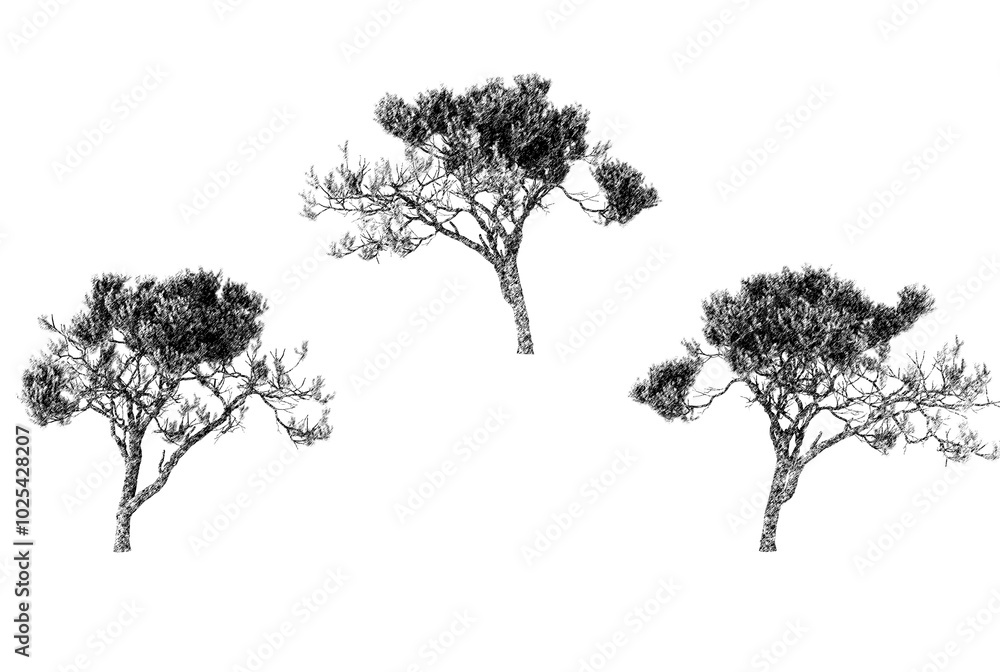 Fototapeta premium Trio of artistic trees silhouetted against a bright white background in a serene and minimalist style