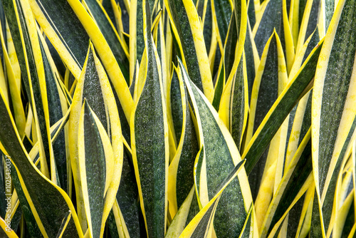 Snake plant or Large yellow sansevieriya trifasciata plants in the park photo