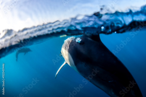 A graceful pod of common dolphins glides through the clear, blue waters off the coast of New South Wales, Australia, showcasing the harmony of ocean life. photo