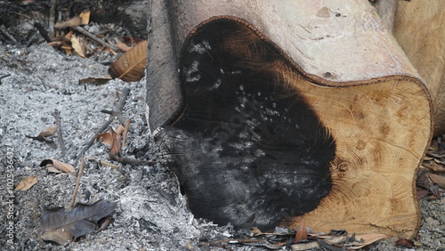 Surface texture of a log that has been cut and partially burned. Focus selected photo