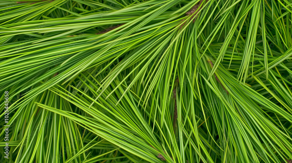  Lush Green Pine Needles