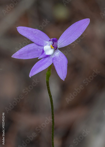 Close-up of Caladenia/Glossodia major (Large Waxlip Orchid) - Victoria, Australia