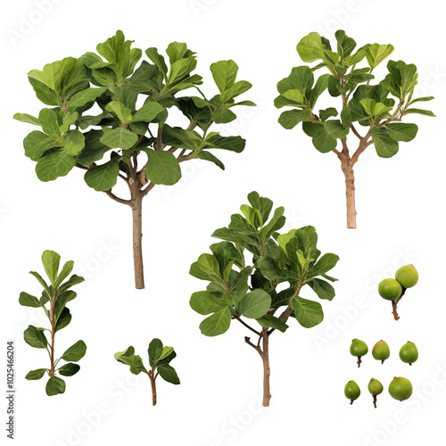 Fiddle Leaf Fig Plants And Green Fruits Isolated On Transparent Background