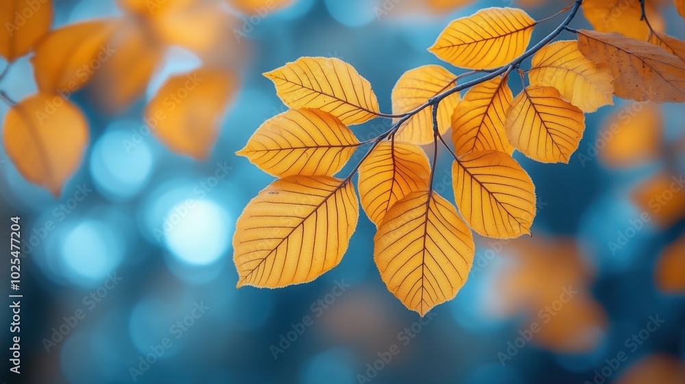 Beautiful autumn background for yellow leaves Beautiful autumn background for yellow leaves