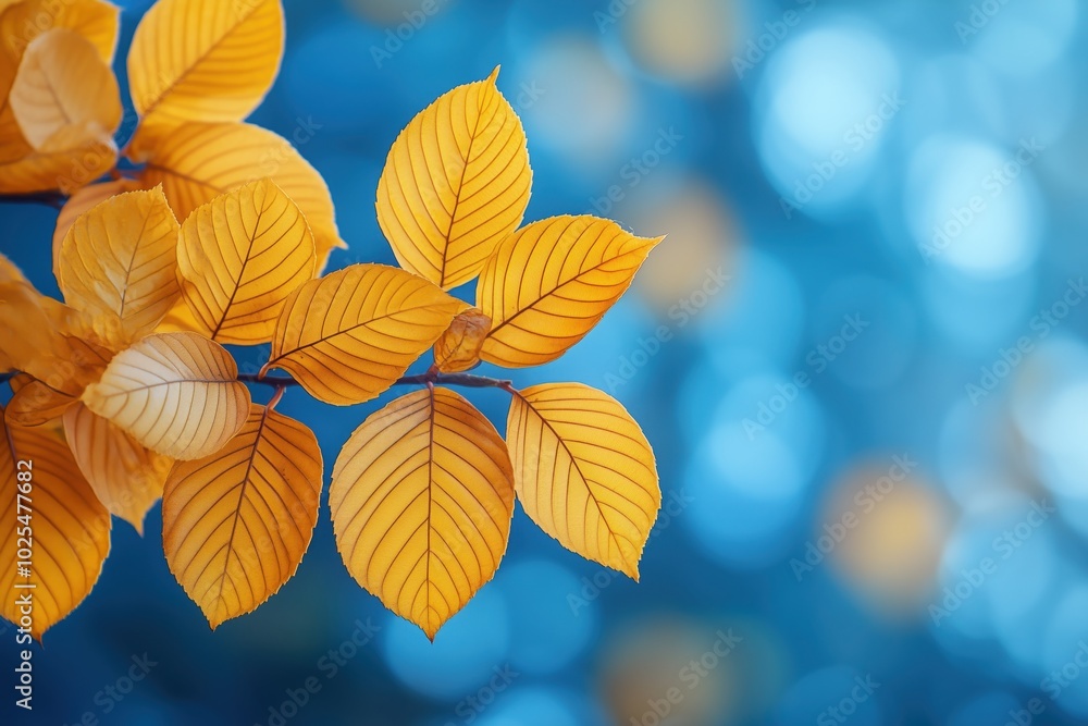 Beautiful autumn background for yellow leaves Beautiful autumn background for yellow leaves