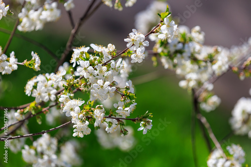 A tree with white flowers is in a green field