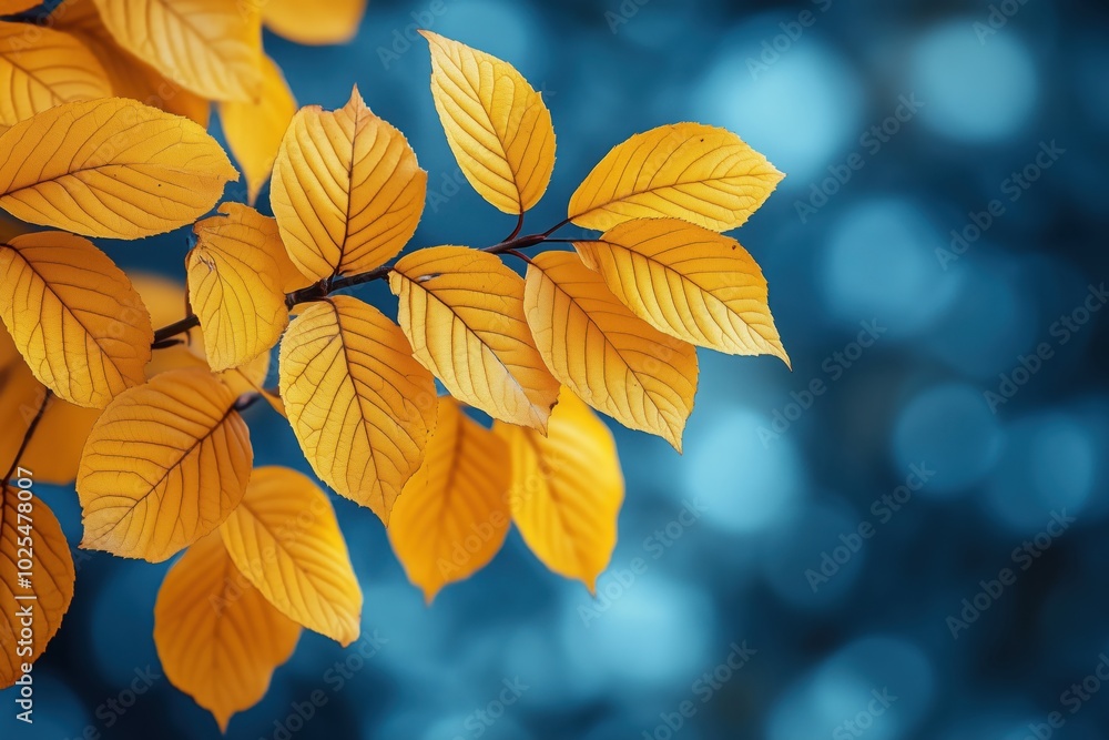 Beautiful autumn background for yellow leaves Beautiful autumn background for yellow leaves