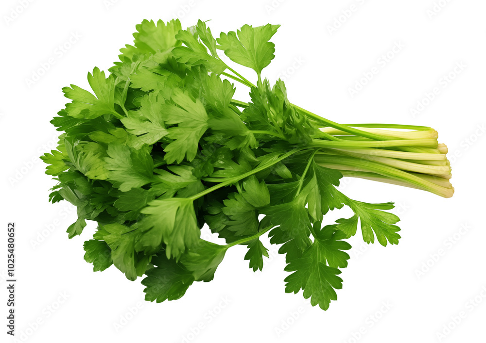 Fresh Bunch Of Parsley Leaves On A White Surface