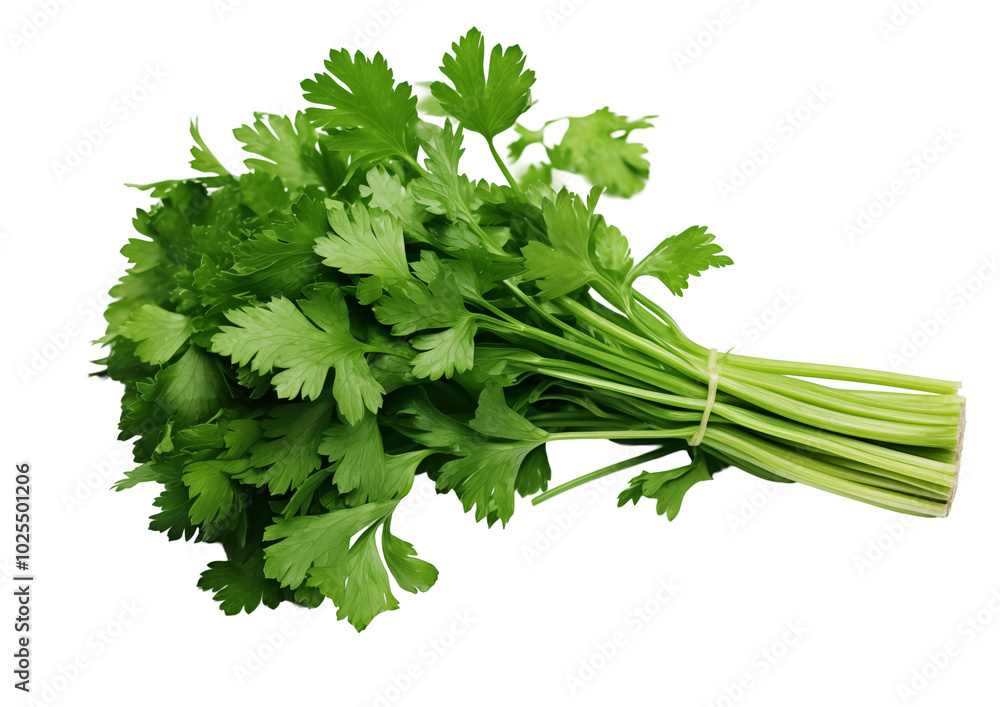 Bunch Of Fresh Green Parsley Tied With A Band On A Transparent Background Bunch Of Fresh Green Parsley Tied With A Band On A Transparent Background