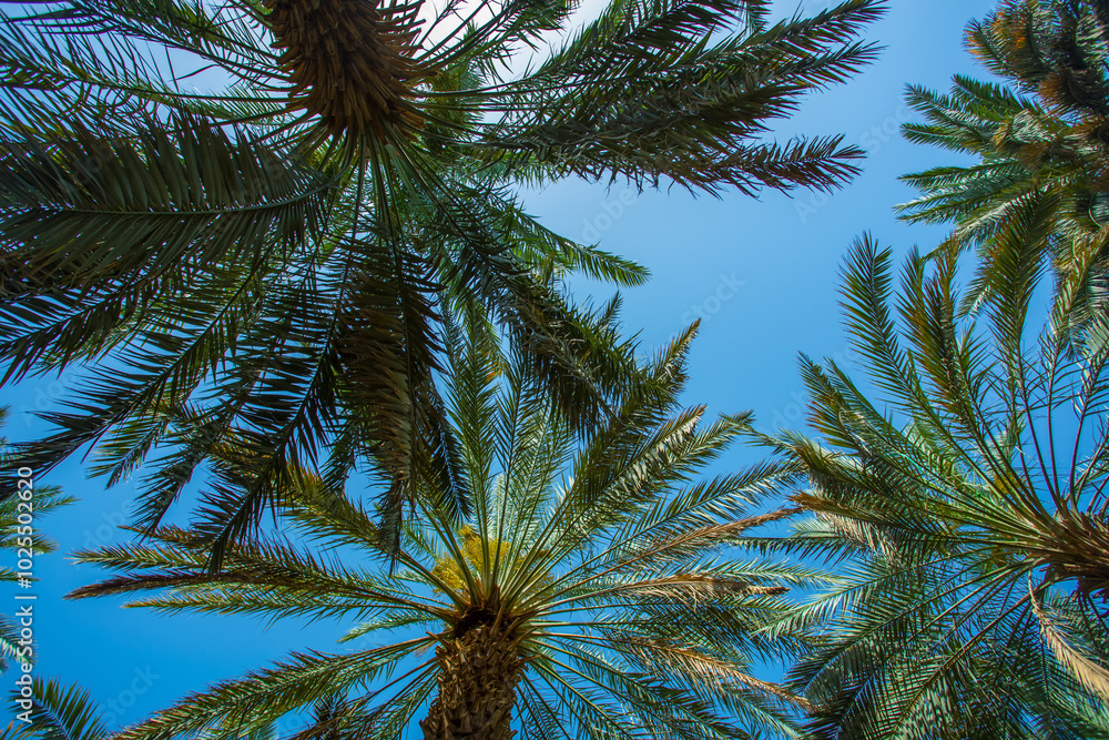 Fototapeta premium date palm trees in Saudi