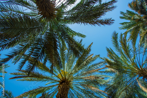 Wallpaper Mural date palm trees in Saudi Torontodigital.ca