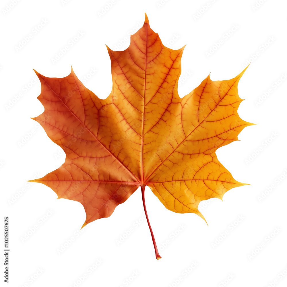 Vibrant Autumn Maple Leaf With Orange And Yellow Hues On A Transparent Background Vibrant Autumn Maple Leaf With Orange And Yellow Hues On A Transparent Background