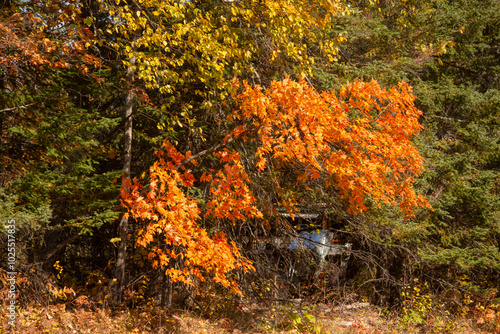 autumn leaves in the forest