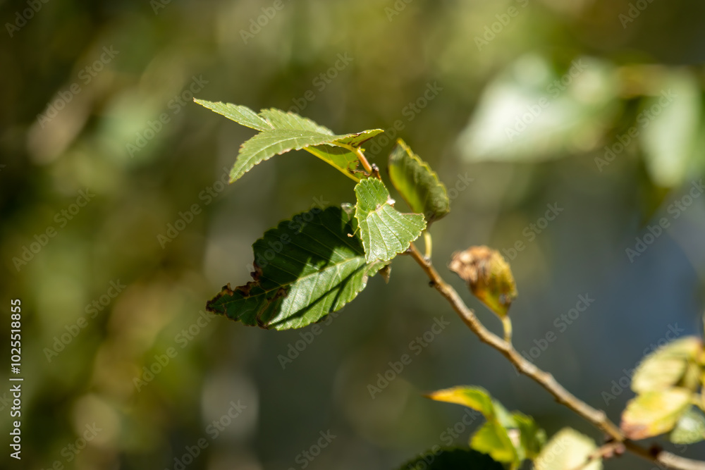 Fototapeta premium leaves on a branch