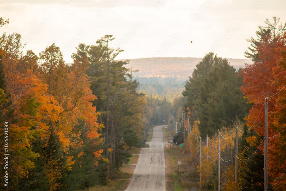 Fototapeta premium autumn in the forest