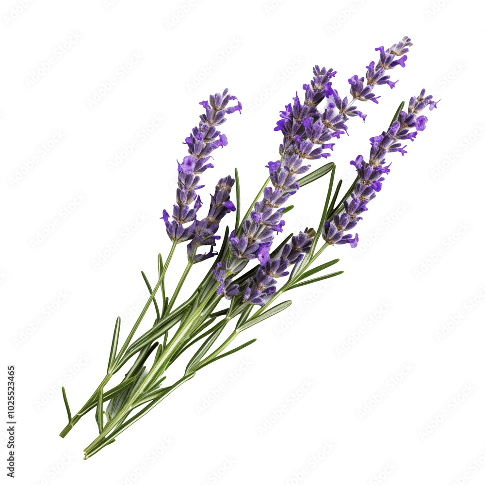 Naklejka premium Fresh Lavender Sprigs With Purple Flowers On A Transparent Background