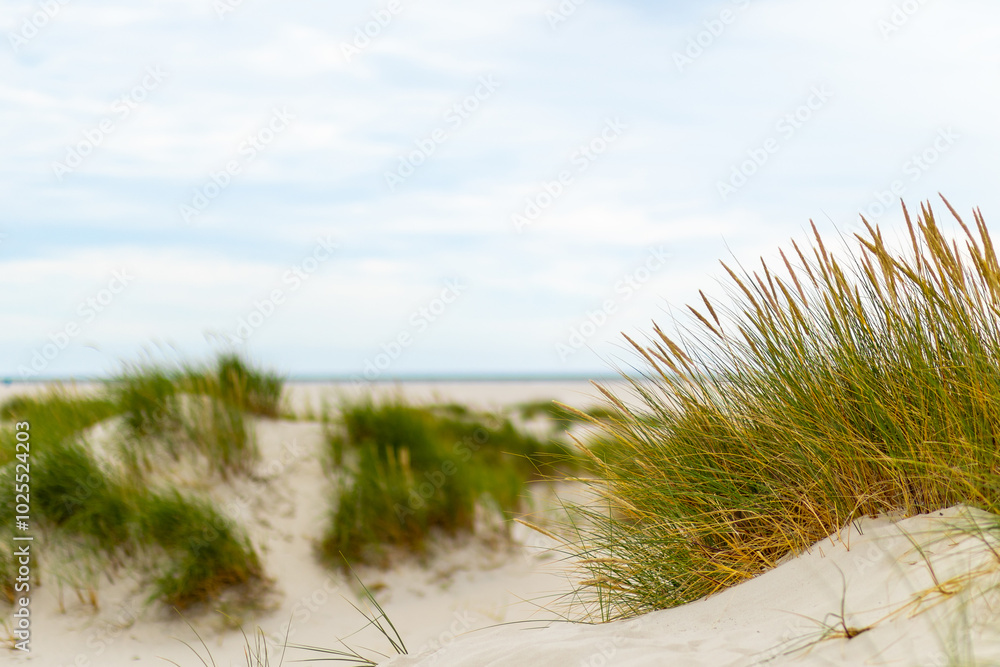 Grassy sand dunes along a serene beach under a cloudy sky in late afternoon light Grassy sand dunes along a serene beach under a cloudy sky in late afternoon light