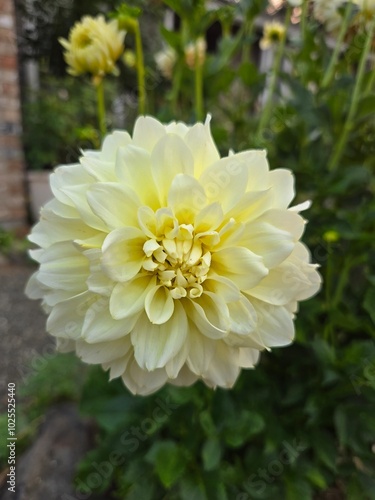 Delicate Pale Yellow Flower in Bloom