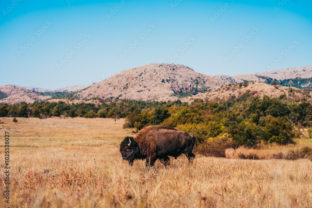 Bison on the range at the Wichita Mountains Wildlife Refuge Bison on the range at the Wichita Mountains Wildlife Refuge