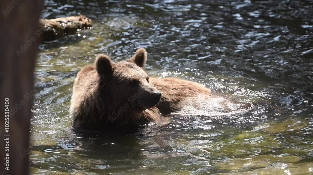 A family of brown bears explores a tranquil morning forest by the sparkling lake A family of brown bears explores a tranquil morning forest by the sparkling lake