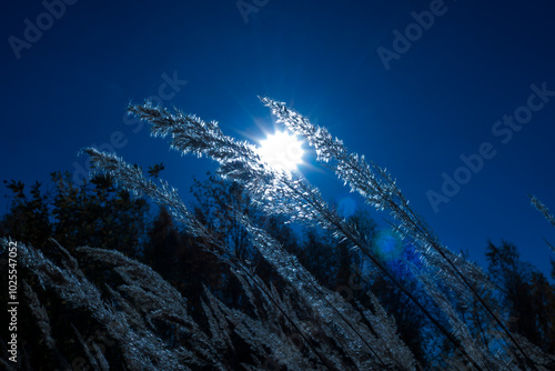 Mysterious landscape - a field with tall grass at night against the background of the moon and dark sky