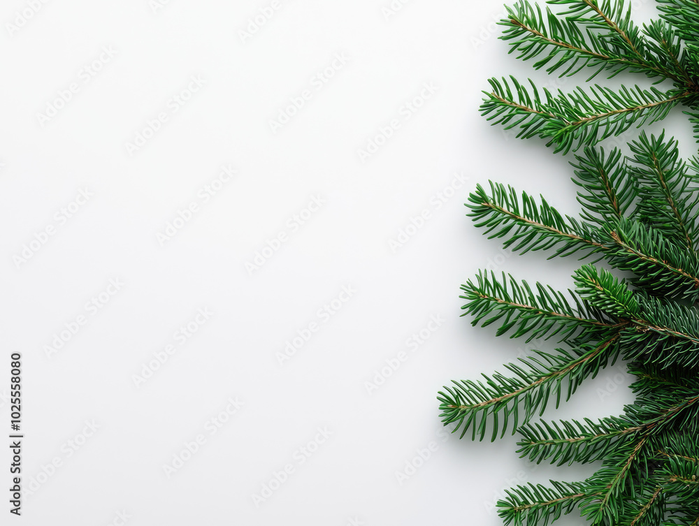 Green evergreen branches on a white isolated background. Green evergreen branches on a white isolated background.