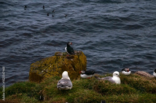 Hafnarholmi  Iceland, atlantic puffins and sea gulls nesting in bird colony photo