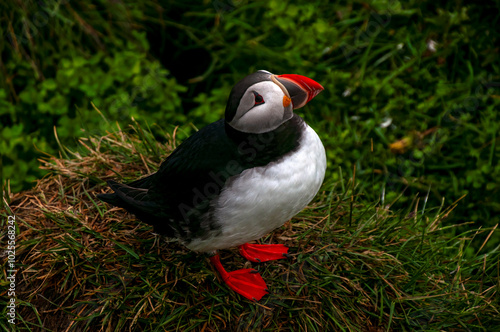 Hafnarhólmi  Iceland, atlantic puffin standing in colony photo