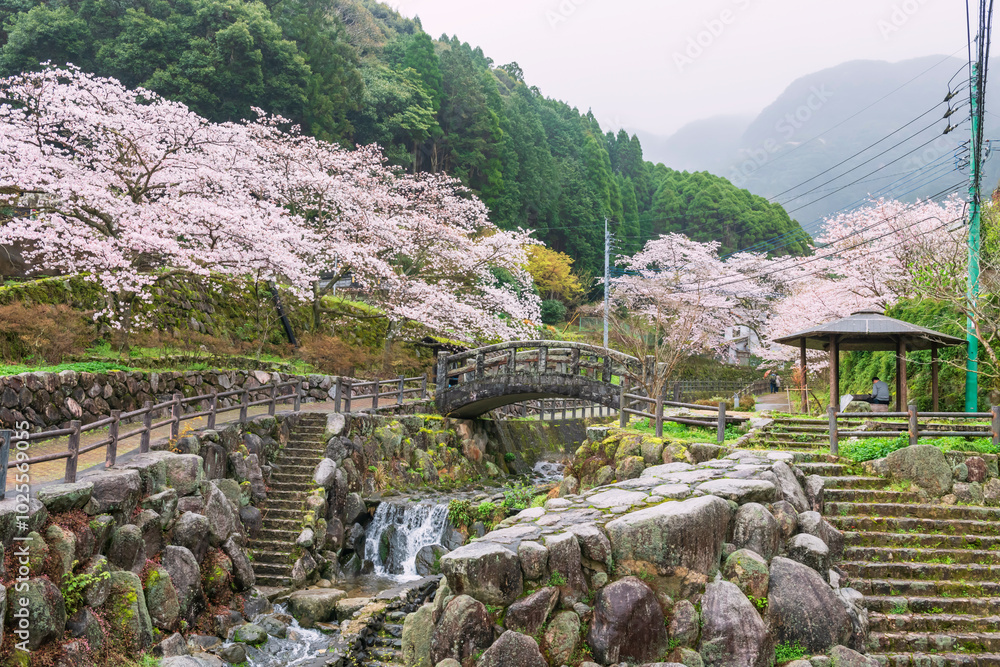 Fototapeta premium Okawachiyama village park with cascading water and pink sakura tunnel