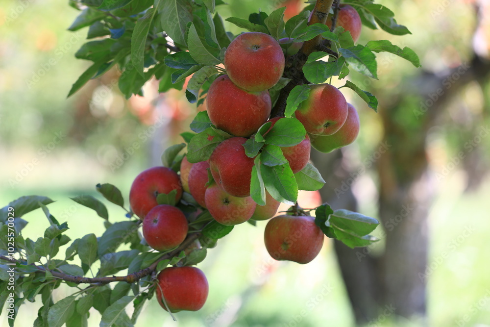 apple and apple harvest apple and apple harvest