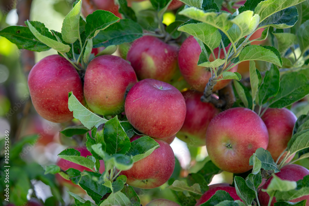apple and apple harvest apple and apple harvest
