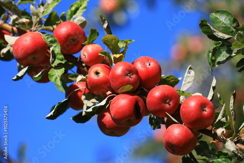 apple and apple harvest