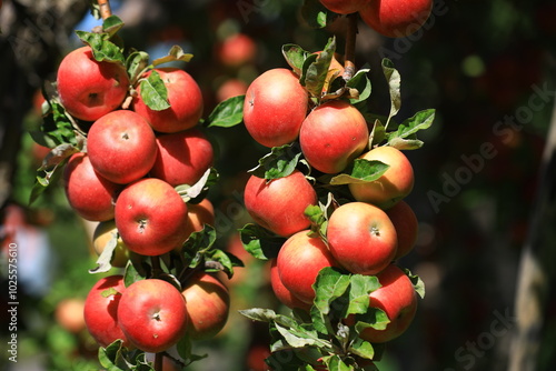 apple and apple harvest