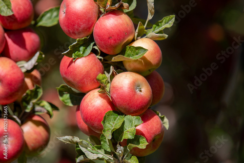 apple and apple harvest