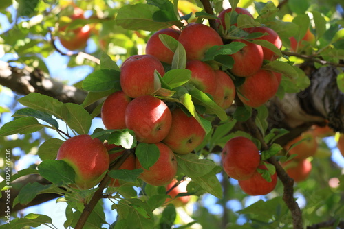 apple and apple harvest
