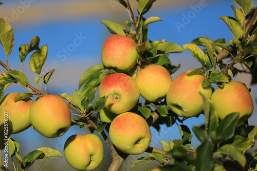 apple and apple harvest