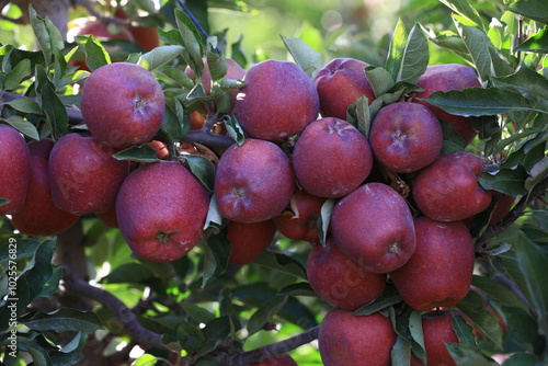 apple and apple harvest