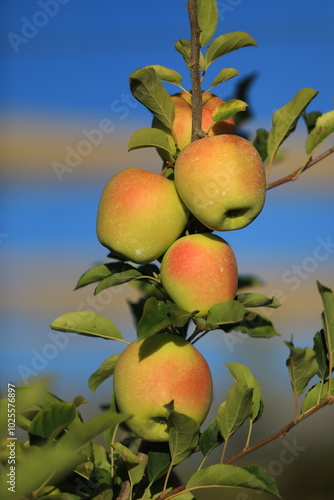 apple and apple harvest