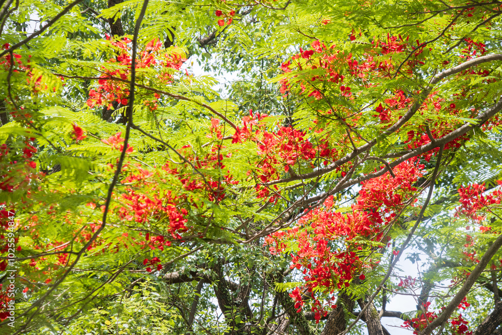 Vibrant Flame Tree in Full Bloom Against a Blue Sky
