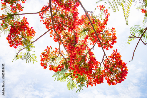 Vibrant Flame Tree in Full Bloom Against a Blue Sky