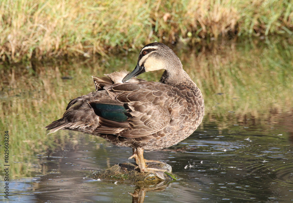 Pacific Black Duck bird standing on a rock and preening its feathers Pacific Black Duck bird standing on a rock and preening its feathers