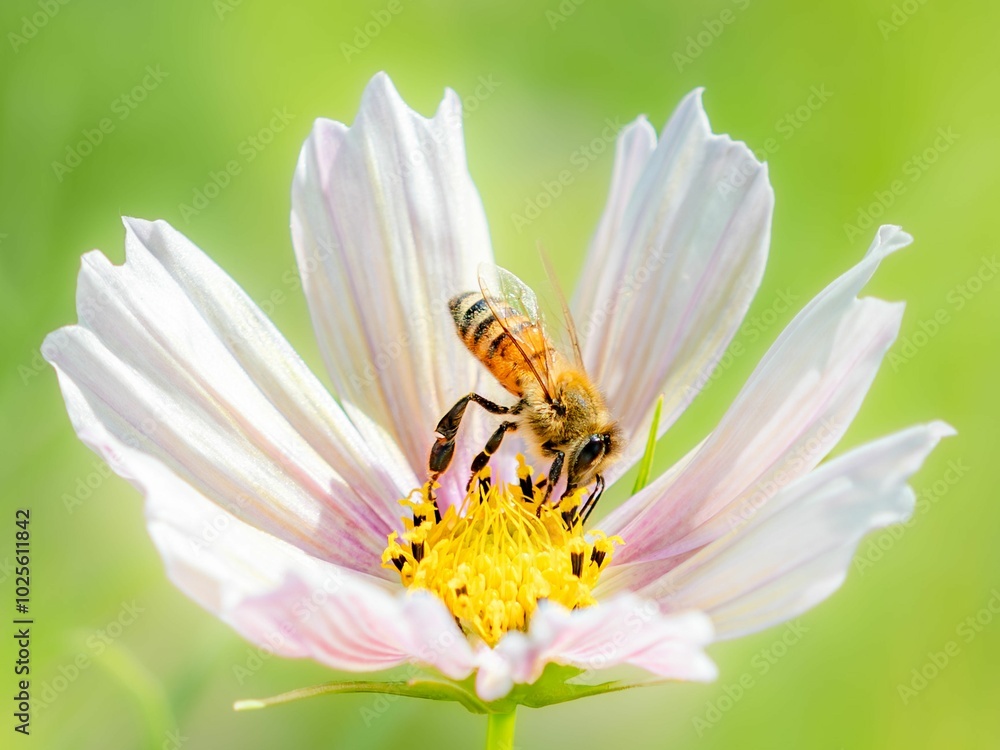 Obraz premium 秋の公園や花壇を彩るコスモスのある風景。コスモスの蜜を集めに来たミツバチ。背景。自然風景素材。