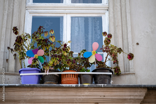 Flowers on the window