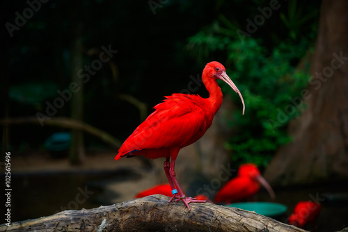 Red ibis on the trunk. High quality photo