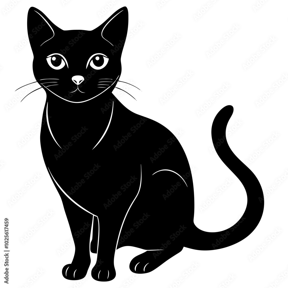 black and white cat black and white cat