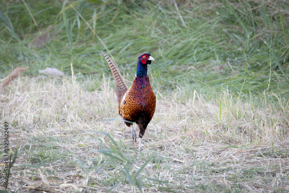 custom made wallpaper toronto digitalPheasant (Phasianus colchicus)on the meadow